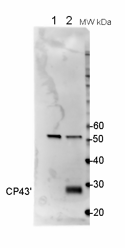 Western blot using anti-CP43' antibodies